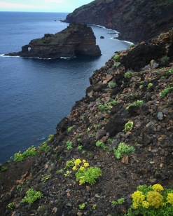 ~ contrasting bright vegetation against the volcanic rock ~